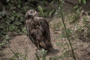 AGUILA