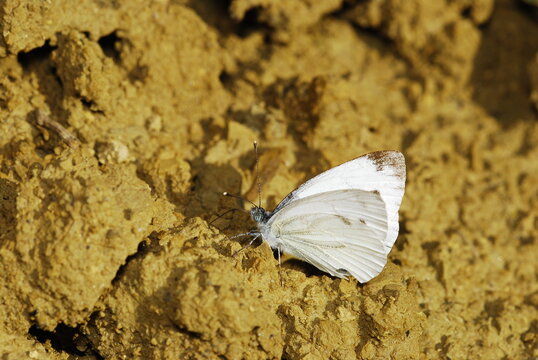 Pieris brassicae butterfly trying to find moisture on the soil