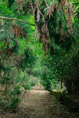 footpath in the woods