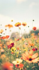 Naklejka premium Soft Focus Yellow and Red Cosmos Flowers in a Meadow.