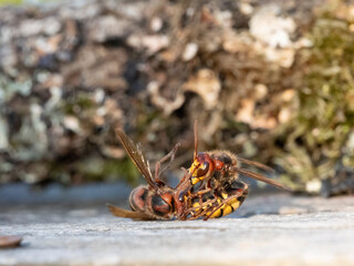 Hornisse (Vespa crabro) Arbeiterinnen kämpfen auf Leben und Tod