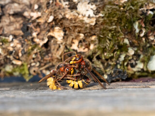 Hornisse (Vespa crabro) Arbeiterinnen kämpfen auf Leben und Tod