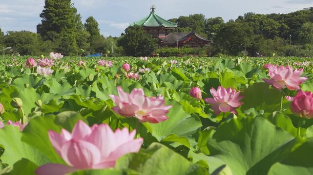 東京　上野　不忍池　風に揺れる蓮の花