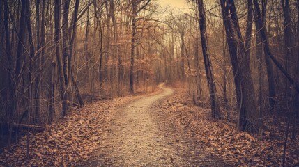 Fototapeta premium Winding Path Through Autumn Forest.