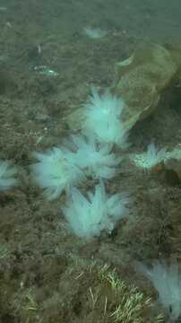 Vertical video, Ascidian colony on the seabed covered with brown algae and laminaria, the Transparent sea squirt or Yellow Sea Squirt (Ciona intestinalis, Ascidia intestinalis) 