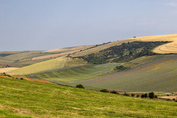 Fototapeta premium An idyllic South Downs summer landscape with poppies, flax and phacelia adding colour to the fields