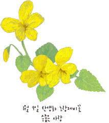 1월 9일 탄생화 노란제비꽃