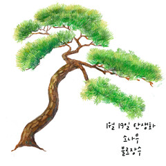 1월18일탄생화  소나무