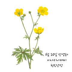 1월 20일 탄생화  미나리아재비