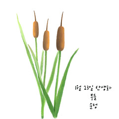 1월 23일 탄생화  부들