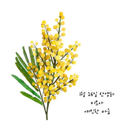 1월 26일 탄생화  미모사