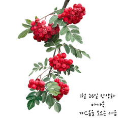 1월 27일 탄생화  마가목