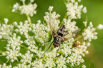 Intricate CloseUp of a Beautiful Insect Resting on a Delicate and Elegant White Flower