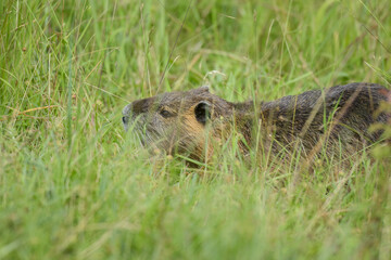 view on a nice coypu in nature