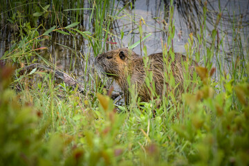 view on a nice coypu in nature