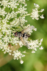 Intricate CloseUp of a Beautiful Insect Resting on a Delicate and Elegant White Flower
