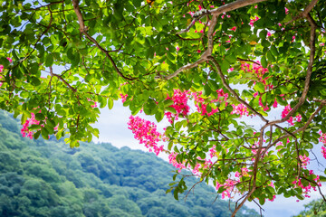 flowers in the garden