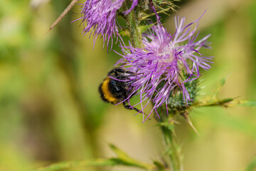 This is a CloseUp of a Bumblebee Actively Pollinating a Vibrant Purple Flower During Its Lifecycle