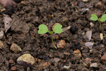 close up of fresh green pak choy or bok choy grown in the organic farm