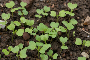 close up of fresh green pak choy or bok choy grown in the organic farm