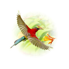 Crimson Sunbird flying near a tree