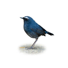 Himalayan Shortwing standing on the ground looking into a distance