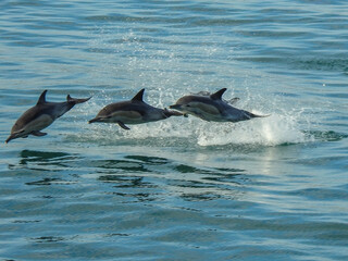 dolphin jumping out of water