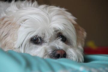 White Male Maltese Dog