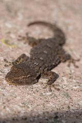 Moorish Gecko on the side of a bench