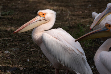 Pink Pelican