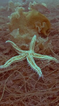 Vertical video, Sea star lies on the seabed covered with brown algae, the Spiny Starfish (Marthasterias glacialis) on Laminaria algae and dead Sea Lace (Chorda filum)