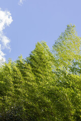 Fototapeta premium green trees and sky