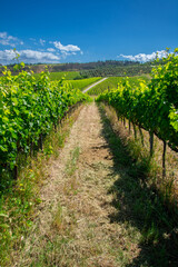 Fototapeta premium View of a pretty vineyard in the Emilia Romagna region of Italy