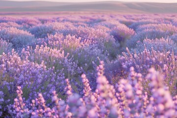 Naklejka premium Lavender field in denim light and lavender detail