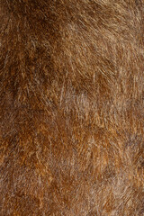 brown boar skin.background or texture