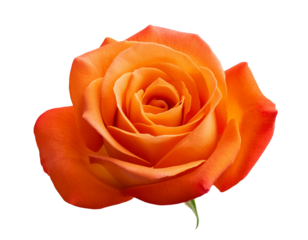 Orange Rose isoliert auf weißen Hintergrund, Freisteller, Transparent