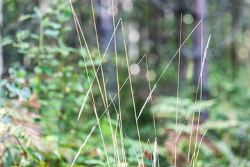 Broken grass stems