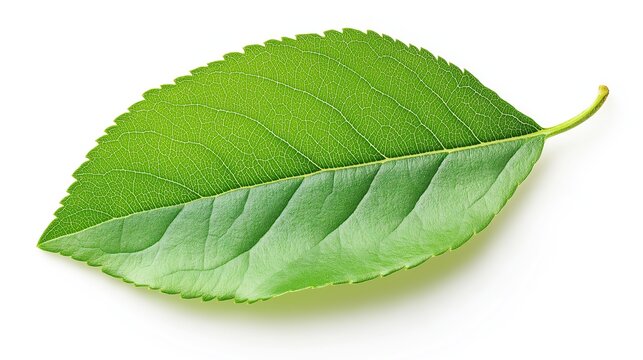 one single green apple leaf isolated on white background