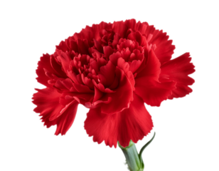 Rote Nelke isoliert auf weißen Hintergrund, Freisteller, Transparent