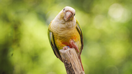 all the little animals