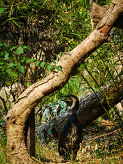 Obraz premium all the little animals