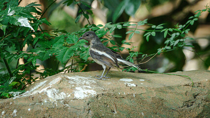 all the little animals