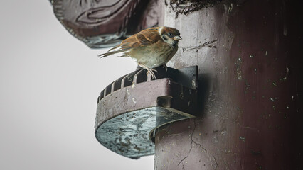 all the little animals