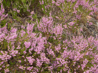 heather in the forest in summer
