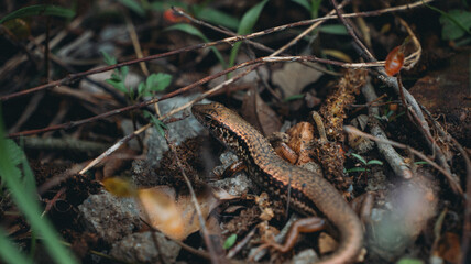 all the little animals