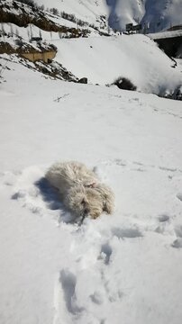 A fluffy white dog enjoys a sunny winter day by rolling and playing in the fresh snow. This joyful scene captures the fun and carefree nature of dogs in winter.