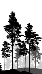 Coniferous forest, silhouette of pine trees and spruces, beautiful landscape. Vector illustration