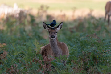 Deer with a Jackdaw on its head