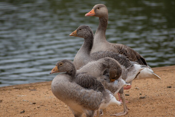 Three Greylags in a row