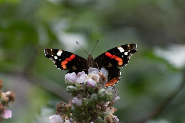 Beautiful butterfly